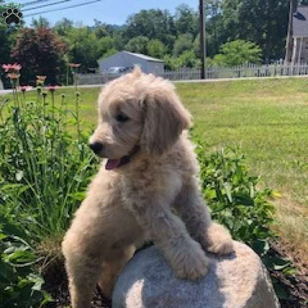 Amy, Goldendoodle Puppy